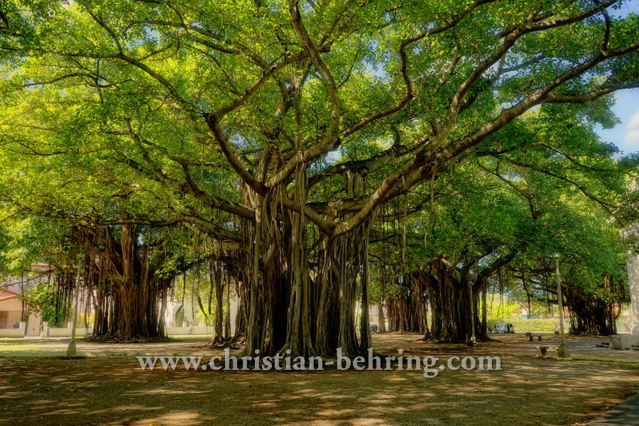 El Parque de Mahatma Gandhi, Ave 5ta, Miramar, Havanna, Cuba, 01.02.2015 [(c) Christian Behring, www.christian-behring.com]