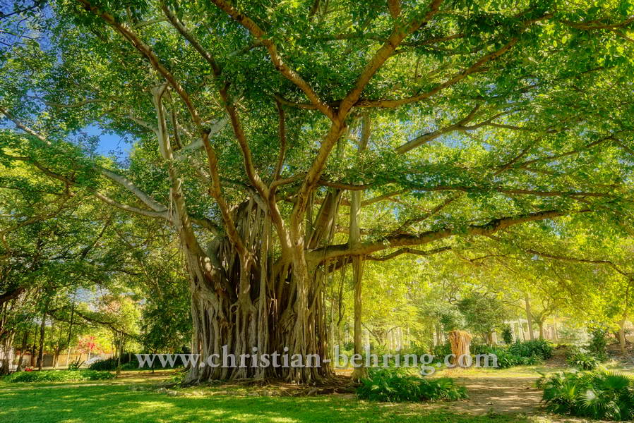 El Parque de Mahatma Gandhi, Ave 5ta, Miramar, Havanna, Cuba, 01.02.2015 [(c) Christian Behring, www.christian-behring.com]