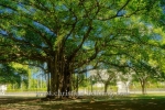 El Parque de Mahatma Gandhi, Ave 5ta, Miramar, Havanna, Cuba, 01.02.2015 [(c) Christian Behring, www.christian-behring.com]