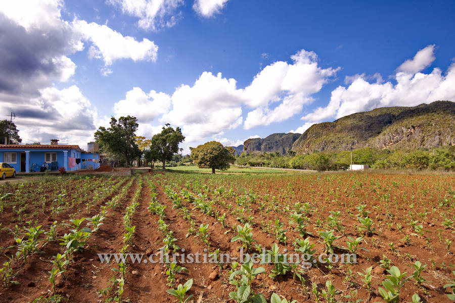 Bei einem privaten Tabakbauern in Valle de Vinales (das Tal von Vinales), Cuba, 21.01.2015 [(c) Christian Behring, www.christian-behring.com]