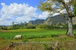 Bei einem privaten Tabakbauern in Valle de Vinales (das Tal von Vinales), Cuba, 21.01.2015 [(c) Christian Behring, www.christian-behring.com]