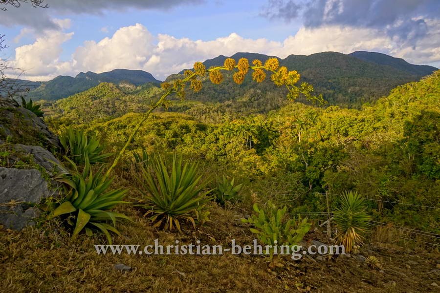 Aussichtspunkt im Parque Nacional Topes de Collantes, Topes de Collantes, Cuba, 22.01.2015 [(c) Christian Behring, www.christian-behring.com]