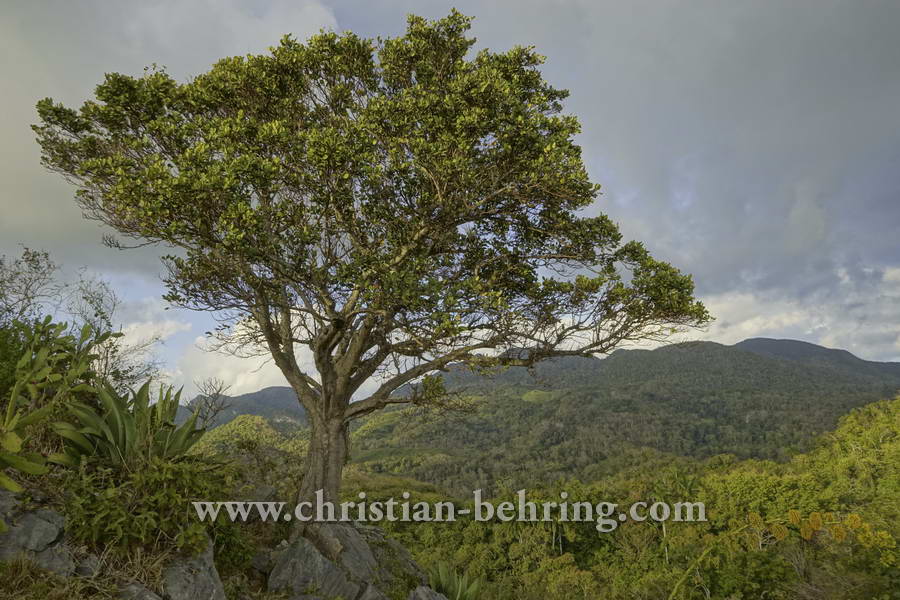 Aussichtspunkt im Parque Nacional Topes de Collantes, Topes de Collantes, Cuba, 22.01.2015 [(c) Christian Behring, www.christian-behring.com]