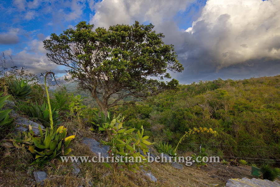 Aussichtspunkt im Parque Nacional Topes de Collantes, Topes de Collantes, Cuba, 22.01.2015 [(c) Christian Behring, www.christian-behring.com]