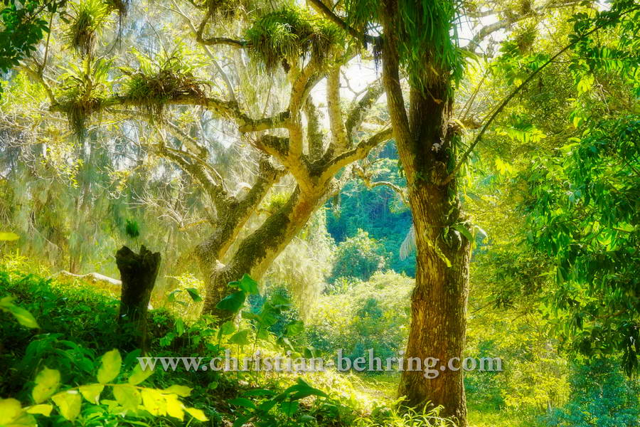 , Topes de Collantes, Cuba, 23.01.2015 [(c) Christian Behring, www.christian-behring.com]
