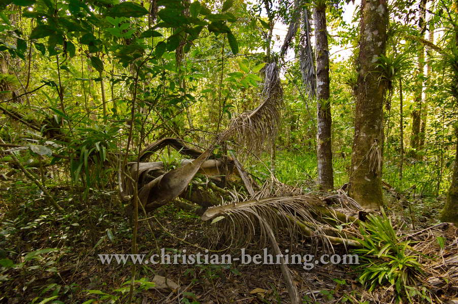 , Topes de Collantes, Cuba, 23.01.2015 [(c) Christian Behring, www.christian-behring.com]