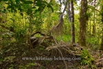 , Topes de Collantes, Cuba, 23.01.2015 [(c) Christian Behring, www.christian-behring.com]