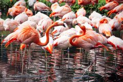 "HOWOGE-Tierpark-Fest", Tierpark Alt-Friedrichsfelde, Berlin, 05.07.2026