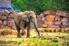 "HOWOGE-Tierpark-Fest", Tierpark Alt-Friedrichsfelde, Berlin, 05.07.2026