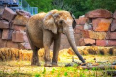 "HOWOGE-Tierpark-Fest", Tierpark Alt-Friedrichsfelde, Berlin, 05.07.2026