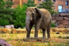 "HOWOGE-Tierpark-Fest", Tierpark Alt-Friedrichsfelde, Berlin, 05.07.2026