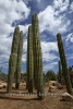 BOTANICACTUS_0003