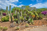 BOTANICACTUS_0008