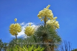 BOTANICACTUS_0485korr