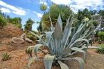 BOTANICACTUS_0491korr