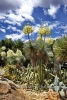 BOTANICACTUS_0524korr
