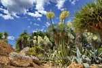 BOTANICACTUS_0541korr