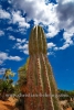 BOTANICACTUS_0620