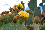 BOTANICACTUS_6840
