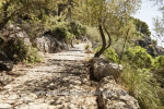 "Pollenca", Puig de Santa Maria, Berg suedlich von Pollenca, einer Kleinstadt im Nordwesten von Mallorca, 23.06.2016 (Photo: Christian Behring)